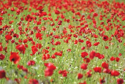 Close-up of red poppy flowers on field