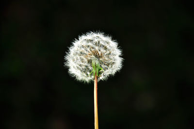 Close-up of dandelion against blurred background