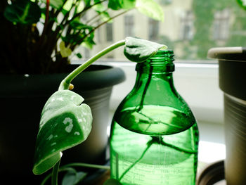 Close-up of green bottles on glass table