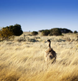 Bird on a field