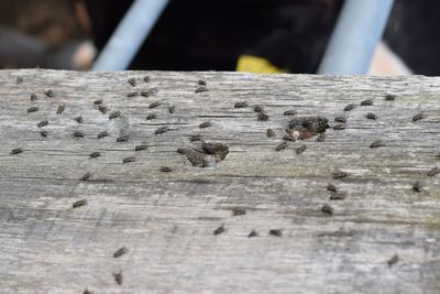 Close-up of insect on wood