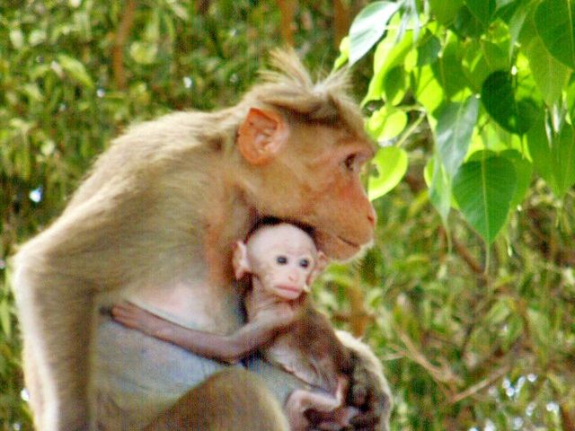 animal themes, mammal, one animal, monkey, wildlife, animals in the wild, focus on foreground, close-up, young animal, two animals, portrait, primate, relaxation, sitting, day, outdoors, cute, looking at camera, nature, green color