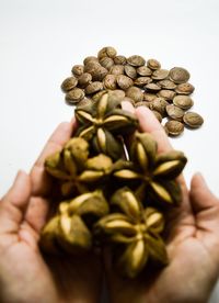 Close-up of hand holding leaf