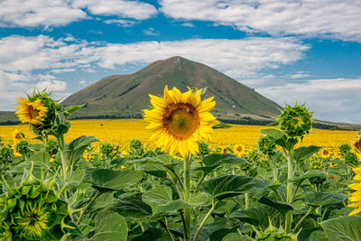 View of yellow flowering plants on field against cloudy sky