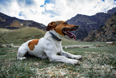 Funny dog jack russel terrier