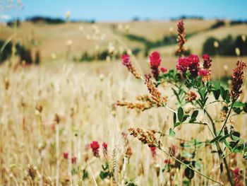 Close-up of flowering plant on field