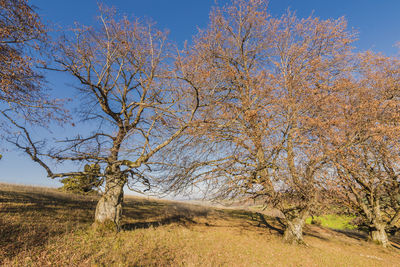 Bare tree on field against sky