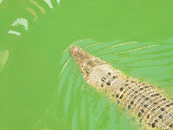 Close-up of crocodile in water