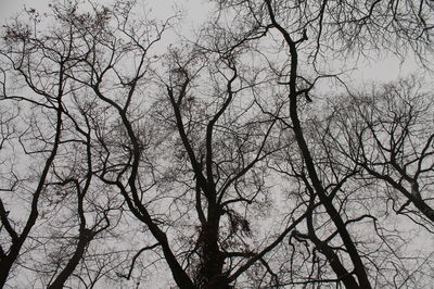 Low angle view of bare trees against sky