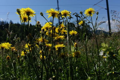 Close-up of yellow flowering plants on field