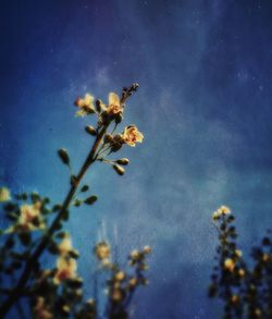 Low angle view of flowers blooming against sky