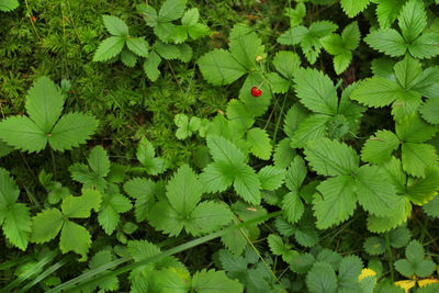 High angle view of insect on plant