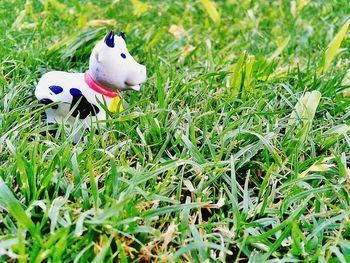 Plant growing on grassy field