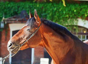 Close-up of horse in ranch