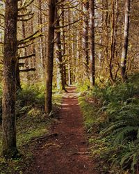 Footpath amidst trees in forest