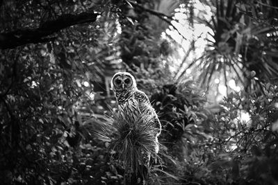 Close-up of eagle in forest