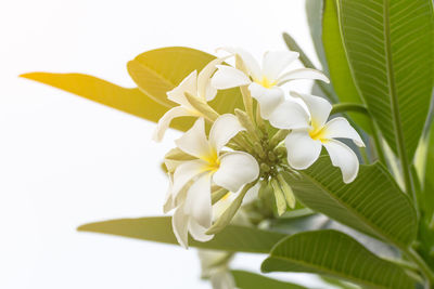 Close-up of white flowering plant