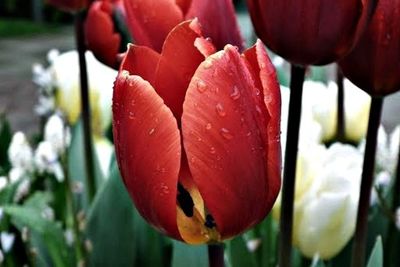 Close-up of red tulips blooming in park