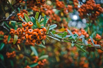 Close-up of orange berries on tree