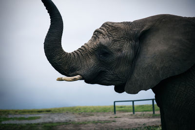 Close-up of elephant against clear sky