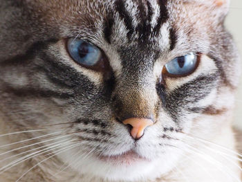 Close-up portrait of a cat