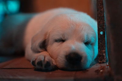 Dog sleeping at night