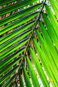 Close up palm tree leaves, in the jardim botanic garden in são paulo, brazil.