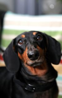 Close-up portrait of dog