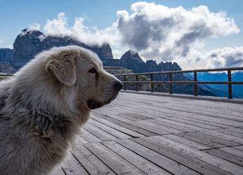 Dog looking away on pier over lake against sky