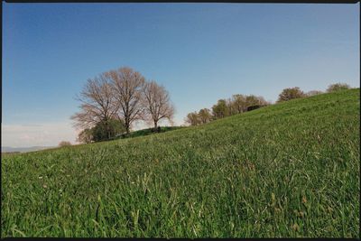 Scenic view of field against clear sky