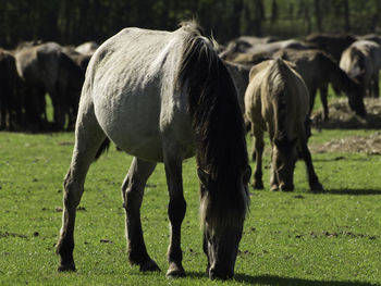 Widl horses in germany