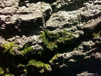 High angle view of moss growing on rocks