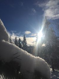 Sun shining through trees