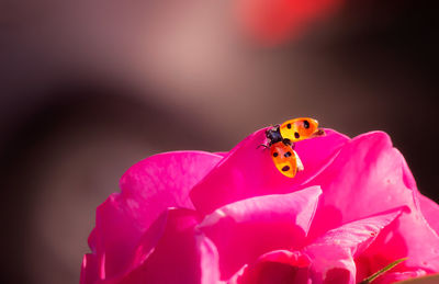 Close-up of insect on pink flower