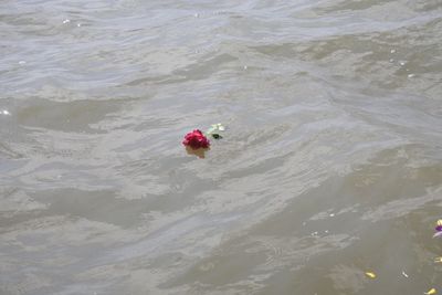 High angle view of person in sea