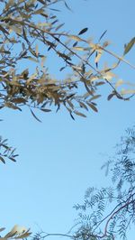 Low angle view of tree against clear blue sky