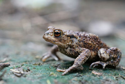 A adult common european toad, bufo bufo sitting on the ground in the garden