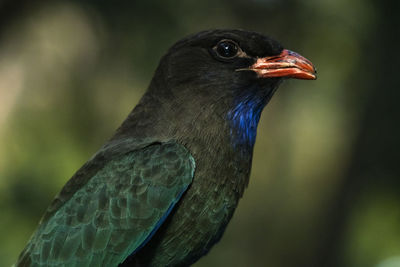 Close-up of bird