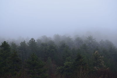 Trees in forest against sky