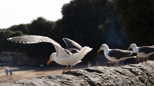 Seagulls on rocks