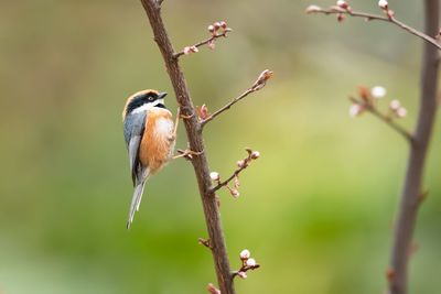 Close-up of bird perching on branch