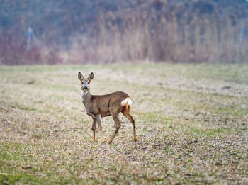 Portrait of a deer on field