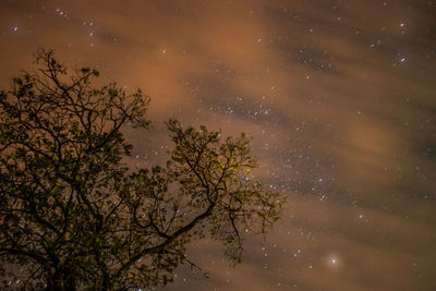 Low angle view of tree against sky at night