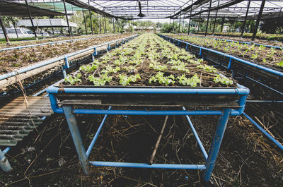 Plants growing in greenhouse