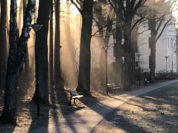 View of trees in forest during winter