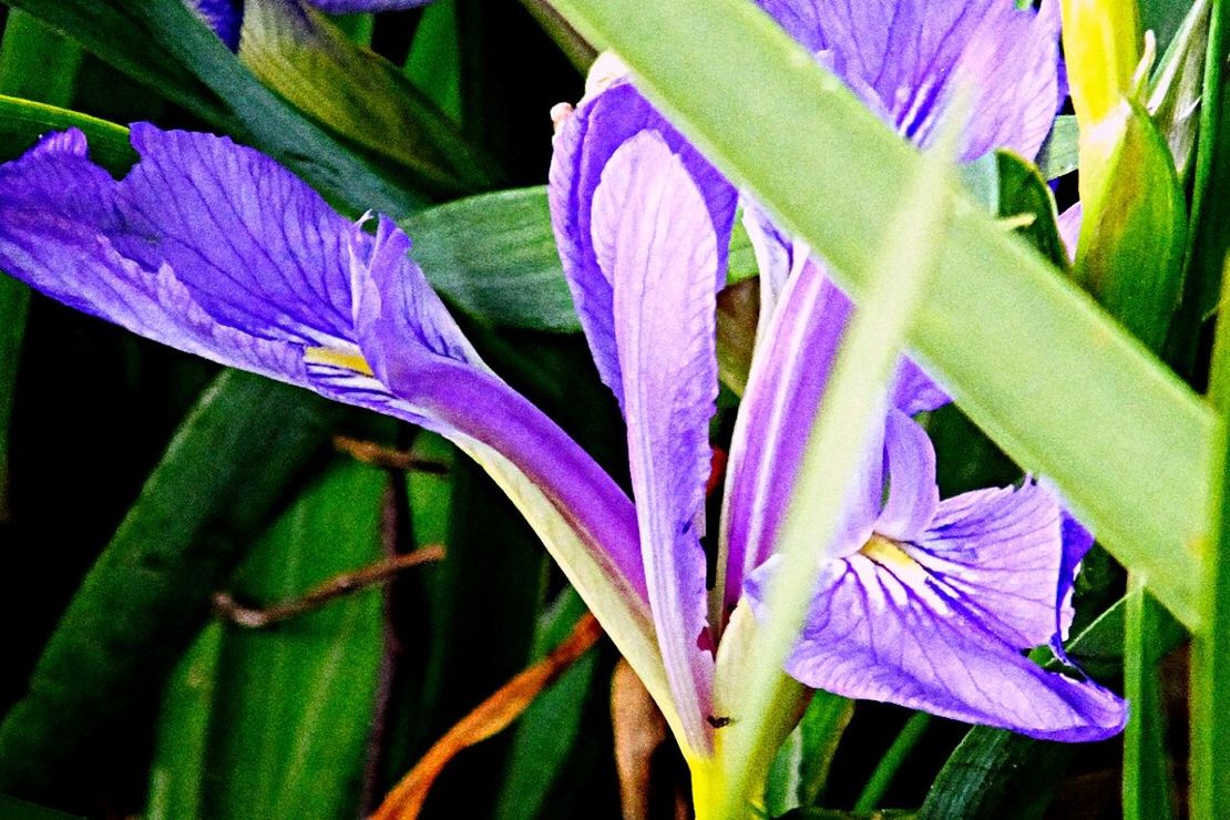 purple, blue, flower, leaf, growth, plant, close-up, fragility, beauty in nature, nature, green color, petal, freshness, multi colored, stem, focus on foreground, outdoors, no people, day, selective focus