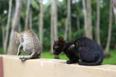 Black cat sitting on wall