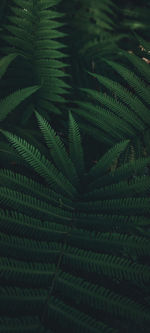 Full frame shot of palm leaves