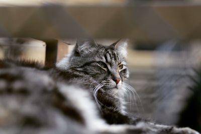 Close-up of cat resting