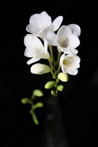 Close-up of flowers blooming outdoors